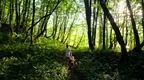 Adult and child forest bathing and walking through the forest 