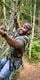 Man in green t-shirt on Go Ape Treetop Challenge Tarzan Swing