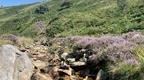 Rocky stream in the hills surrounded by lavender
