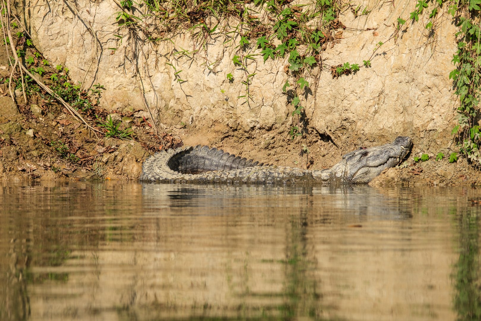 Crocodile basking in the water spotted on a safari expedition