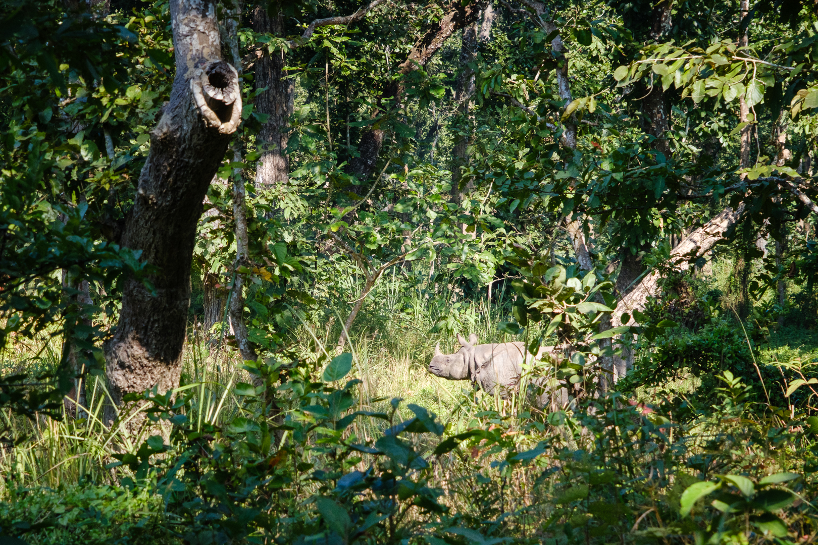 Rhino in the bushes on a safari expedition in Nepal 