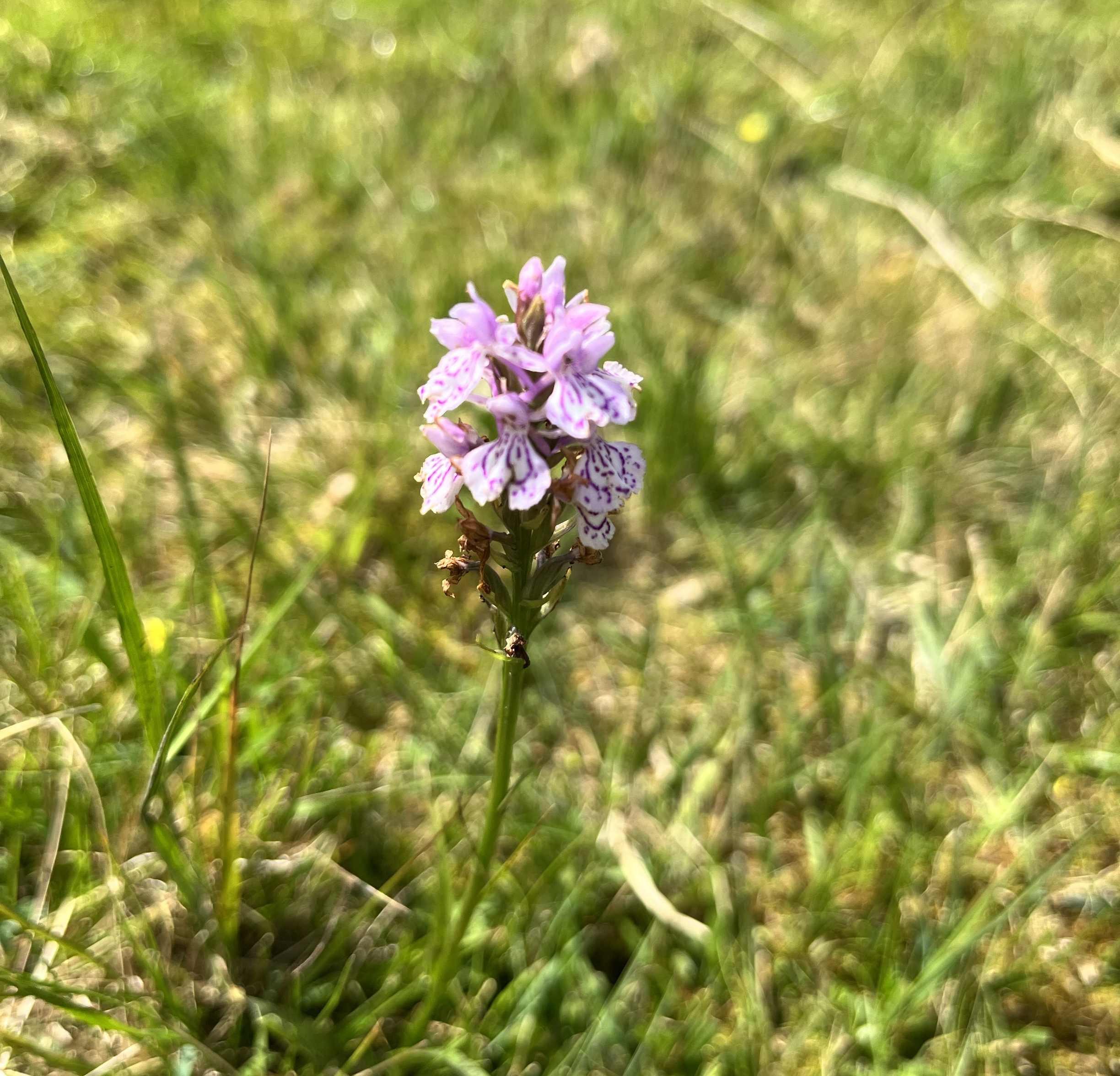 Flower native to the Lake District 