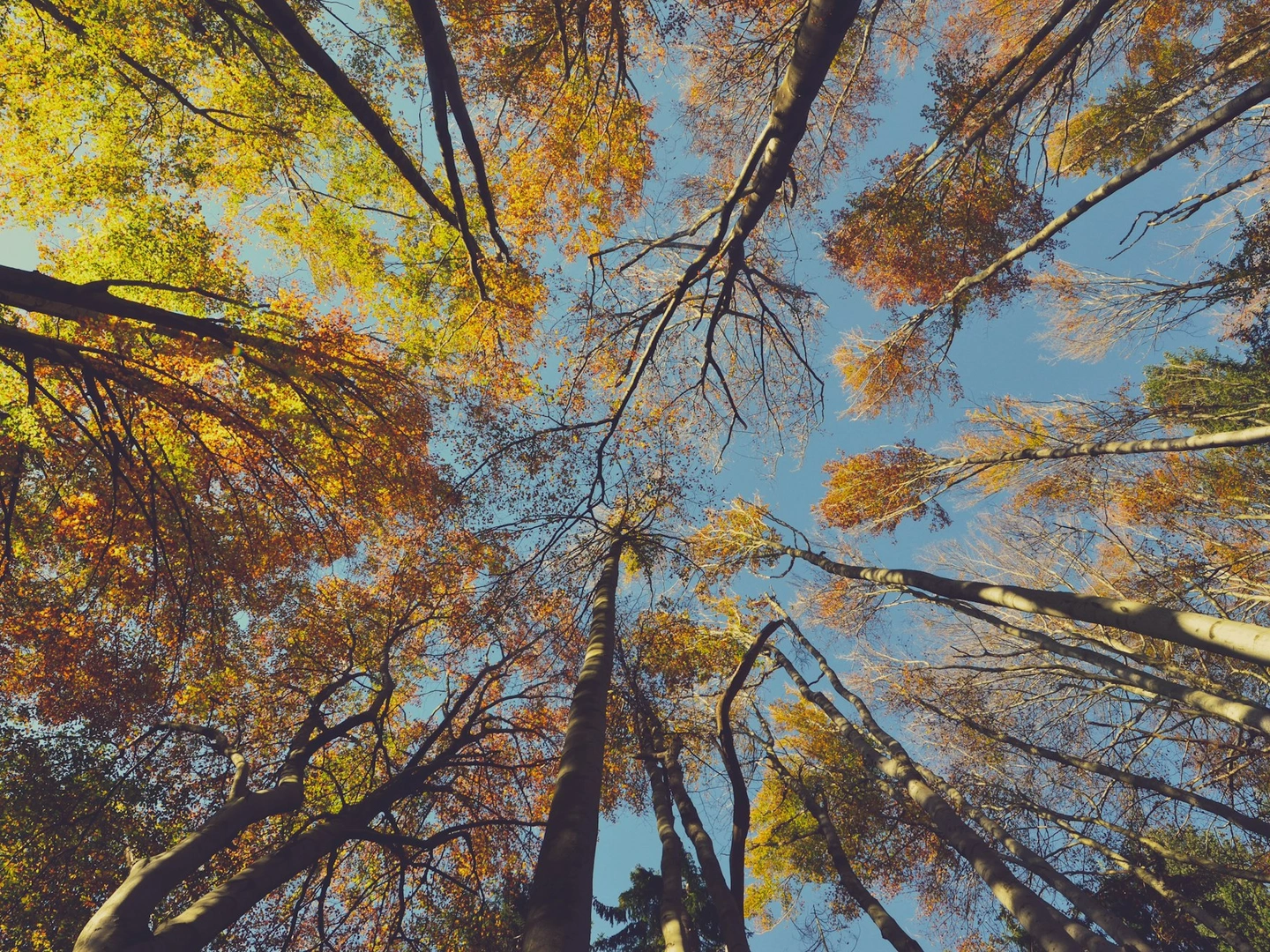 Adventure Stories & Forest Inspiration