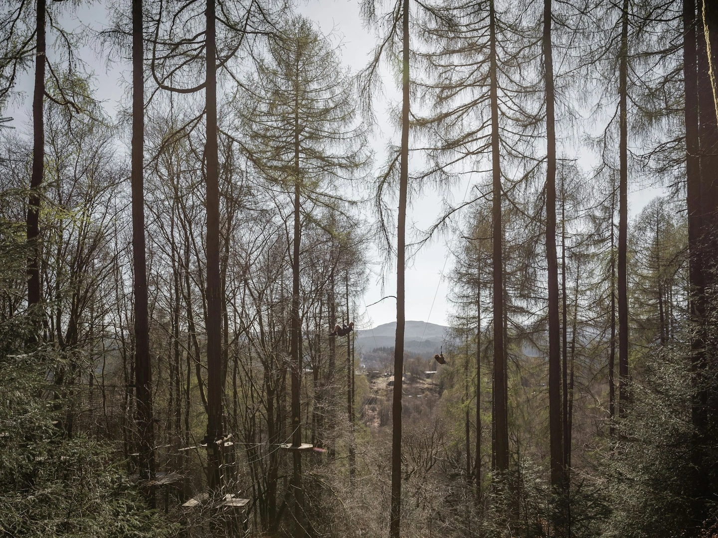 Person on a zipline surrounded by trees.