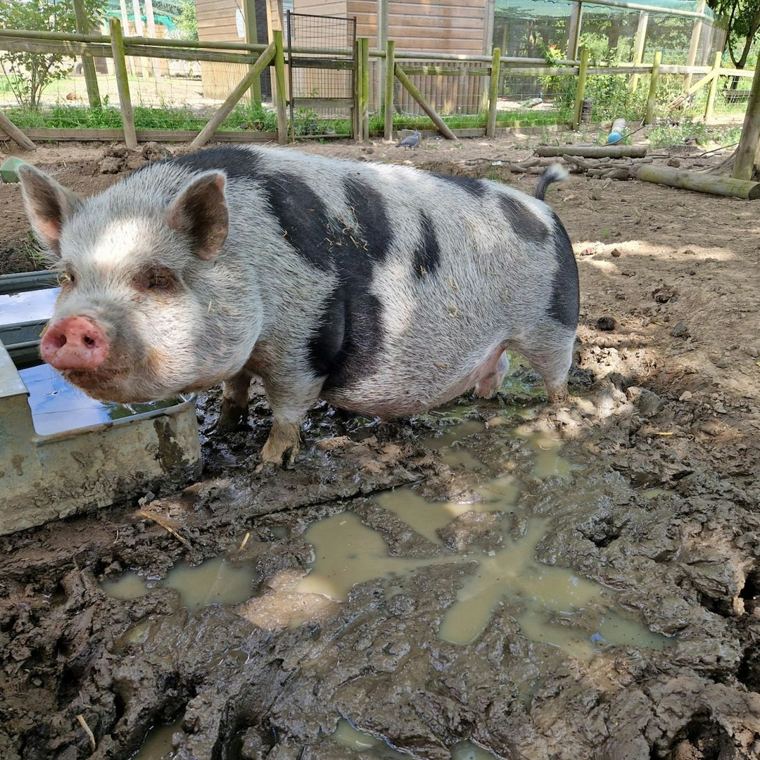 A pig with black spots