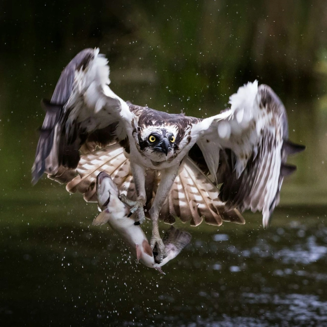 An osprey grips as fish in its talons as it flies over water