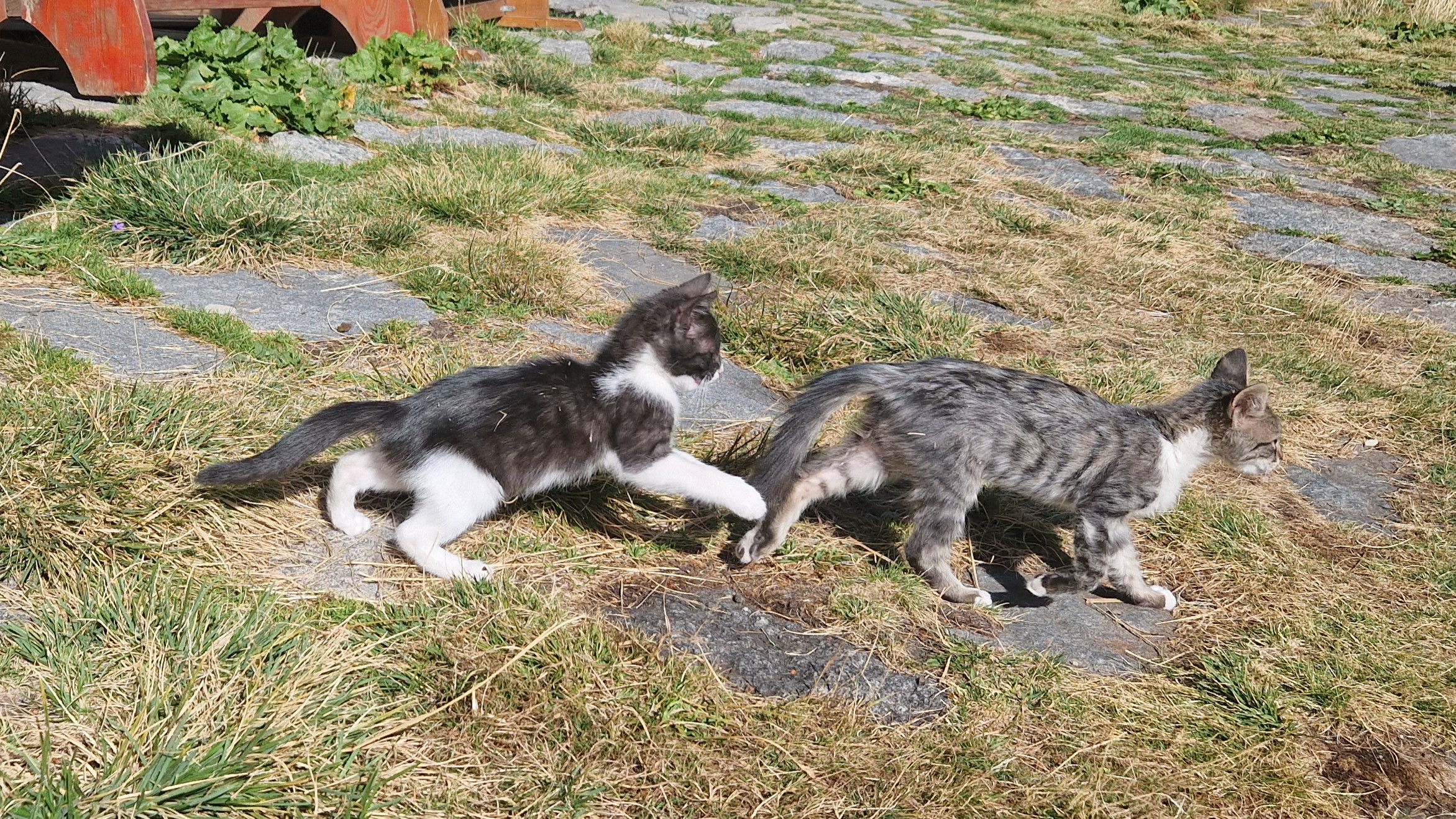 Two small kittens playing beside the mountain hut where they live in the Rila Mountains