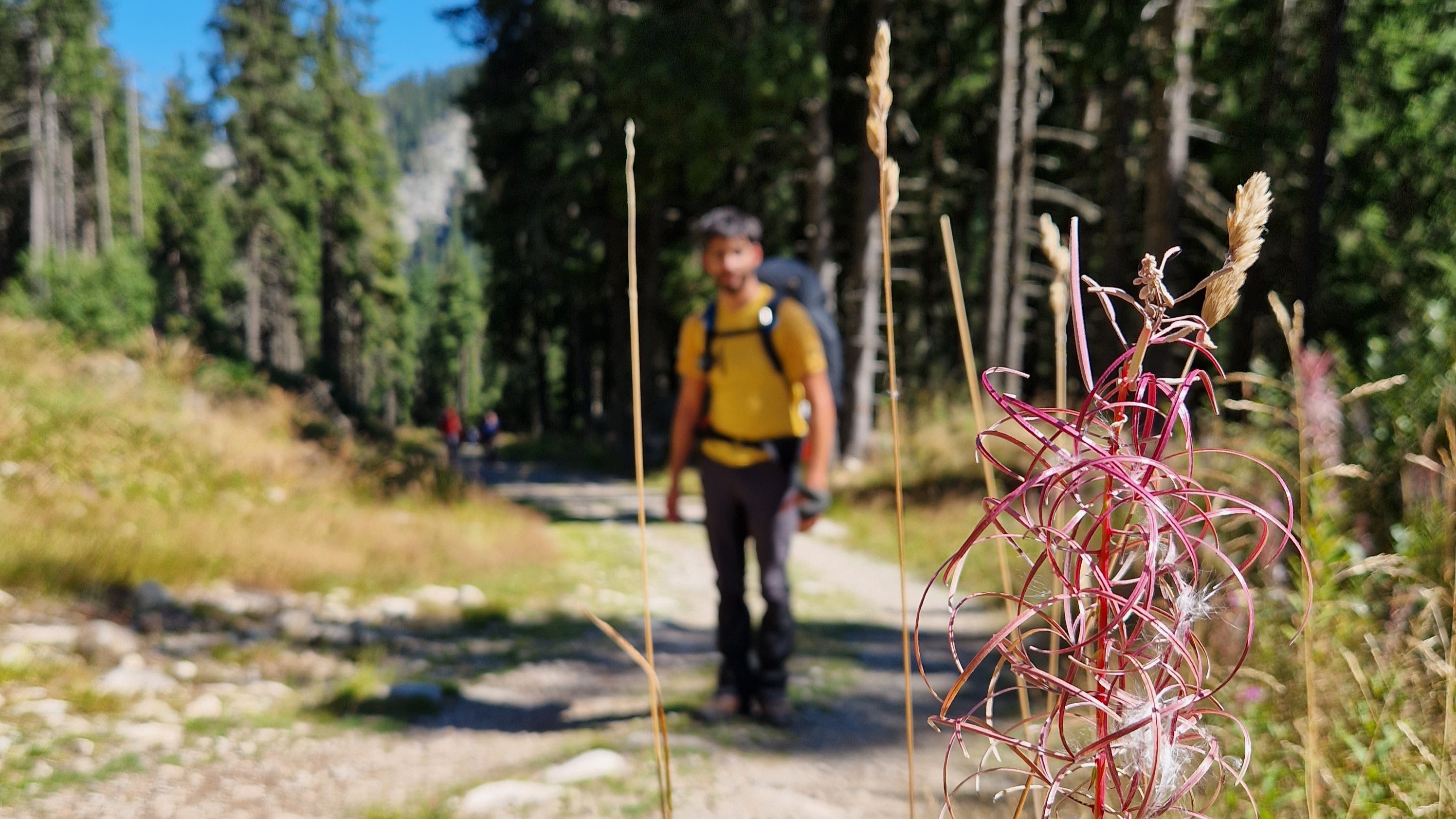 a beautiful forest flower in the Rila Mountains with a man behind trekking up the mountain track