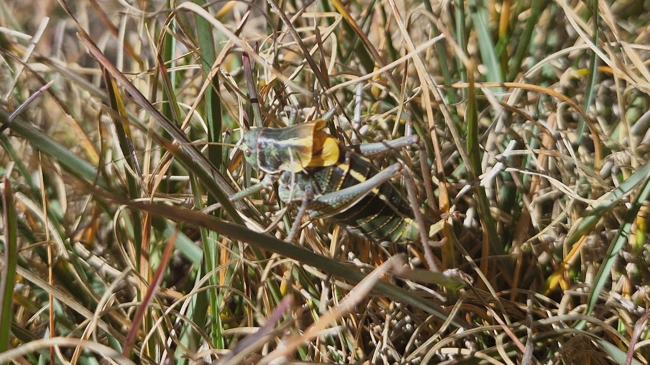 A grasshopper discovered by the TEN Trek Musala team in the Rila Mountains Bulgaria