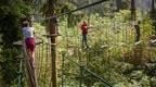 A group of young people on Go Ape Treetop Challenge at the Forest of Dean
