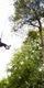 Woman on Tarzan Swing on Go Ape Treetop Challenge adventure 