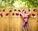 Go Ape high ropes course