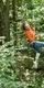 Woman in orange on Go Ape Treetop Challenge zip line | things to do nottingham