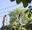 two people on high ropes bridges in trees with blue sky .