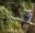 A woman on a  Tarzan Swing at Go Ape Sherwood Pines forest park