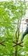 Woman on Go Ape Treetop Challenge crossing 