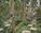 Go Ape high ropes course