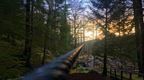 Go Ape Whinlatter zip wire with a sunset in the background