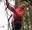 Girl in pink on Treetop Challenge zip line