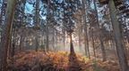 Experience gift ideas include Forestry England membership with access to stunning woodlands such as Cannock chase in this photo of the sunlight through the tree