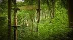 Go Ape Buxton Treetop Challenge crossings in the forest | Outdoor activities Buxton