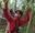 A boy in a red top on a half term activity at Go Ape