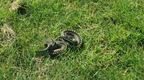 Adder on top of mountain on Go Ape Trip  