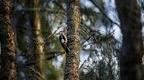 woodpecker_in_the_trees