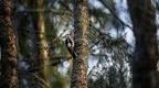 woodpecker in the trees | Fun Things to Do in The Forest of Dean