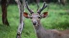 Deer in woodland | Fun Things to Do in The Forest of Dean