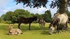 Horses and wild donkeys in the New Forest | Fun things to do in Southampton