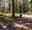 A family walking in the forest