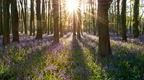 bluebells inthe forest