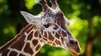 Giraffe at Marwell | Things to do hampshire 