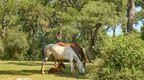 Horses in the new forest | things to do hampshire