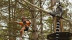 A girl and a ringtailed lemur on the new Go Ape Treetop Safari expereince