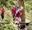 a group of women on a treetop crossing at go ape