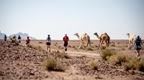 Wadi Ultra Marathon runners, running alongside camels