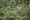 a woman riding a Go Ape zip wire in the forest