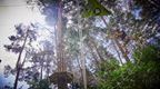 Man in shorts on a Go Ape Tarzan Swing