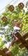 A girl on a Go Ape crossing in the forest