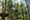 A man throws his arm out as he glides down a Go Ape zip wire in the forest on a summer's day