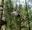 A man in shorts and t-shirt smiles and spread his arm out whilst riding a Go Ape zip wire at Black Park, the ideal location for days out in Slough.
