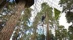 Man in blue on Go Ape Cannock Treetop Challenge Tarzan Swing