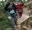 A woman on a Go Ape crossing whilst her friends watch on during a fun hen party