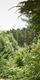 Two peopl seaoring through the forest on Go Ape zip wires in the summer