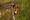 A girl smiles as she zips across a high ropes crossing in the treetops