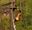 A girl throws her arms in the air as she zips across a Go Ape crossing