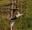 A girl throws her arms in the air and yells with joy on a Go Ape zip wire through the forest at Moors Valley Country PArk