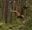 A teenager spreads her arms as she soars down a Go Ape zip wire through the forest for her fun half term activity